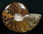 Wide Cleoniceras Ammonite - Madagascar #5240-2